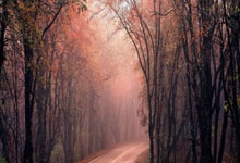 美金杯比分怎么看？最新赛况与解读全在这里